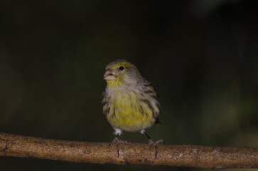 Atlantic canary Serinus canaria. Female eating a seed. The Nublo Rural Park. Tejeda. Gran Canaria. Canary Islands. Spain.