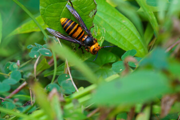 冬支度のオオスズメバチ