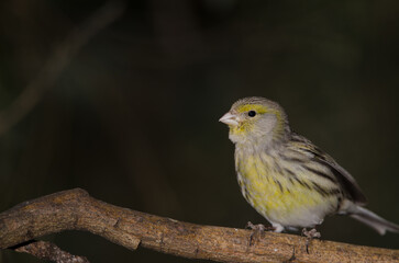 Atlantic canary Serinus canaria. Female. The Nublo Rural Park. Tejeda. Gran Canaria. Canary Islands. Spain.