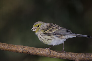 Atlantic canary Serinus canaria. Female eating a seed. The Nublo Rural Park. Tejeda. Gran Canaria. Canary Islands. Spain.