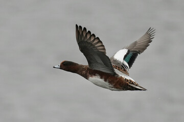 eurasian wigeon in flight