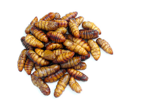 Fried chrysalis isolated on white background. Concept : weird food. Traditional Thai Street Food, Edible Worms. Weird food. Insect eating. High protein.    