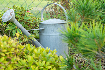 watering can in garden