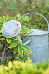 watering can with flowers