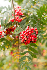 red berries on a tree