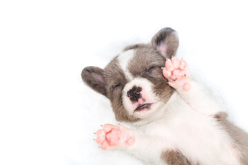 Adorable cute Newborn merle Puppy welsh corgi cardigan Sleeping on back. Little dog sleep on white plaid