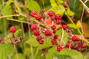 wild raspberry on a bush