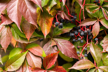 red grape leaves in the garden