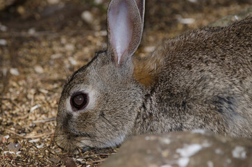 European rabbit Oryctolagus cuniculus searching for food. The Nublo Rural Park. Tejeda. Gran Canaria. Canary Islands. Spain.