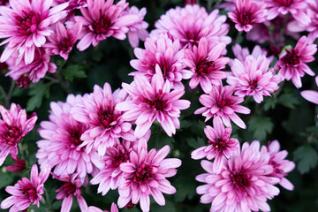 purple flower in the garden