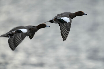 eurasian wigeon in flight