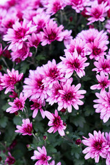 purple flower in the garden