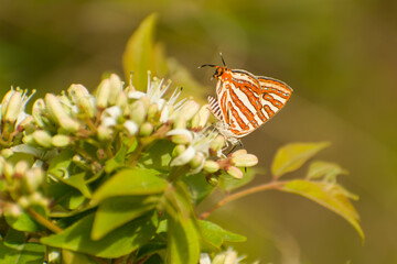 butterfly on a flower