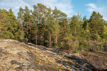 Ladoga lake. Panorama of the Republic of Karelia. Northern nature of Russia. Island with pines