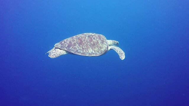 Green Turtle swimming in blue water.