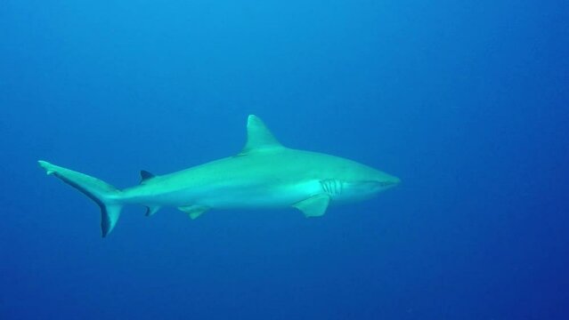 Grey Reef Shark swimming in blue water.