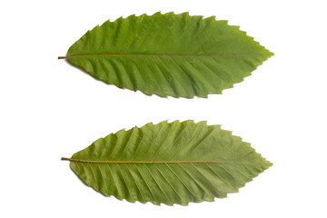 Front and back of a chestnut leaf on a white background