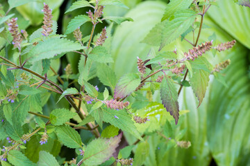 Stems of blooming field mint on a blurred background