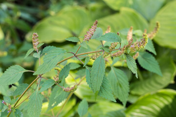 Stem of blooming field mint on a blurred background