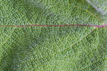 Fragment of leaf of herbaceous plant with hairs, close-up