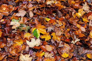 Wallpaper Herbst