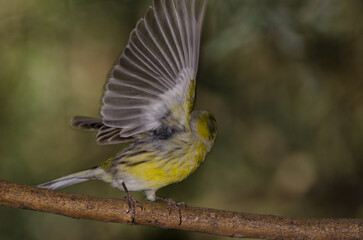 Atlantic canary Serinus canaria. Male taking flight. The Nublo Rural Park. Tejeda. Gran Canaria. Canary Islands. Spain.
