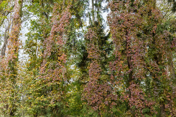 Naklejka premium Maiden grapes creeping along the high trees trunks in autumn