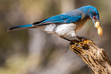 A Mexican Jay in Tucson, Arizona