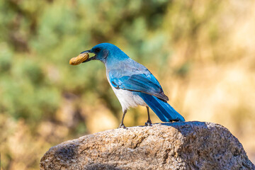 A Mexican Jay in Tucson, Arizona