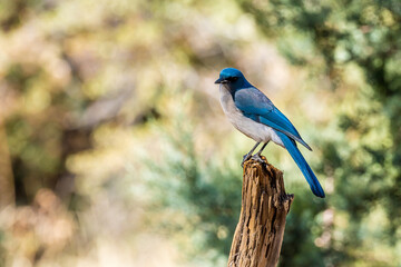 A Mexican Jay in Tucson, Arizona