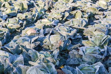 Field of the late white cabbage in sunny frosty morning