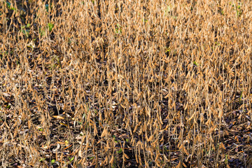 Fragment of the field with ripe soybean in autumn morning