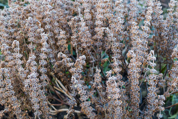 Dry stems of the basil covered with hoarfrost on field