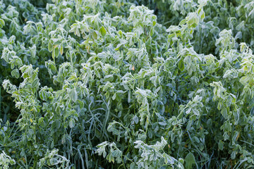 Alfalfa plants covered with hoarfrost in morning on a field