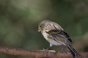 Atlantic canary Serinus canaria. Female. The Nublo Rural Park. Tejeda. Gran Canaria. Canary Islands. Spain.
