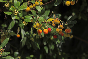 Strawberry tree in autumn in Italy