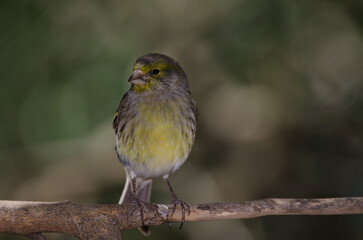 Atlantic canary Serinus canaria. Female. The Nublo Rural Park. Tejeda. Gran Canaria. Canary Islands. Spain.