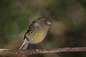 Atlantic canary Serinus canaria. Female. The Nublo Rural Park. Tejeda. Gran Canaria. Canary Islands. Spain.