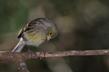 Atlantic canary Serinus canaria. Female. The Nublo Rural Park. Tejeda. Gran Canaria. Canary Islands. Spain.