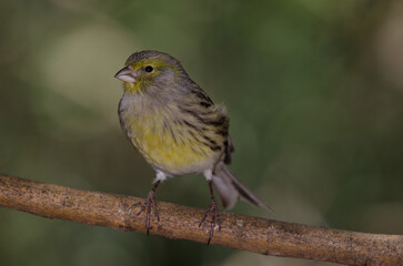 Atlantic canary Serinus canaria. Female. The Nublo Rural Park. Tejeda. Gran Canaria. Canary Islands. Spain.