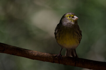 Atlantic canary Serinus canaria. Female. The Nublo Rural Park. Tejeda. Gran Canaria. Canary Islands. Spain.