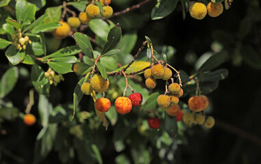 Strawberry tree in autumn in Italy