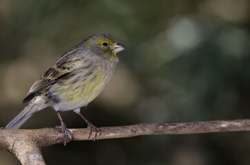 Atlantic canary Serinus canaria. Female. The Nublo Rural Park. Tejeda. Gran Canaria. Canary Islands. Spain.