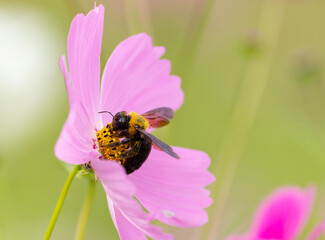 コスモスに止まる蜂