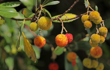 Strawberry tree in autumn in Italy