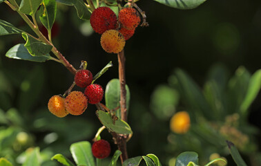 Strawberry tree in autumn in Italy