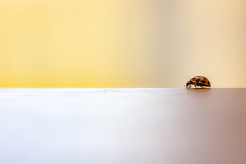 Ladybug walks. Real lucky ladybug.