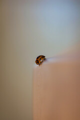 Ladybug walks. Real lucky ladybug.