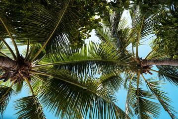 Blue sky with clouds, palm leaves frame. Place for text. Coconut palms, green palm branches against...