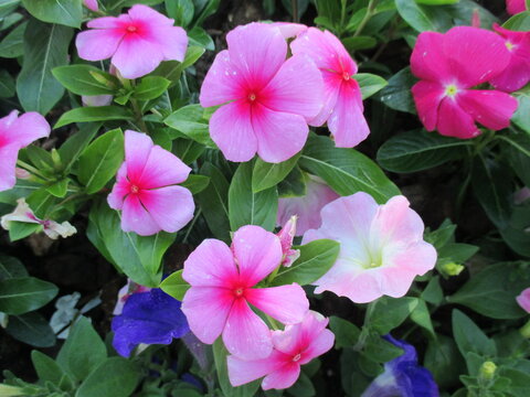 春の花壇に美しく咲き誇る、ピンクが鮮やかなニチニチソウ